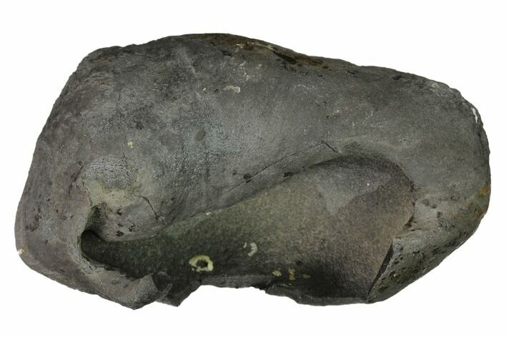 Fossil Whale Ear Bone - Miocene #144916